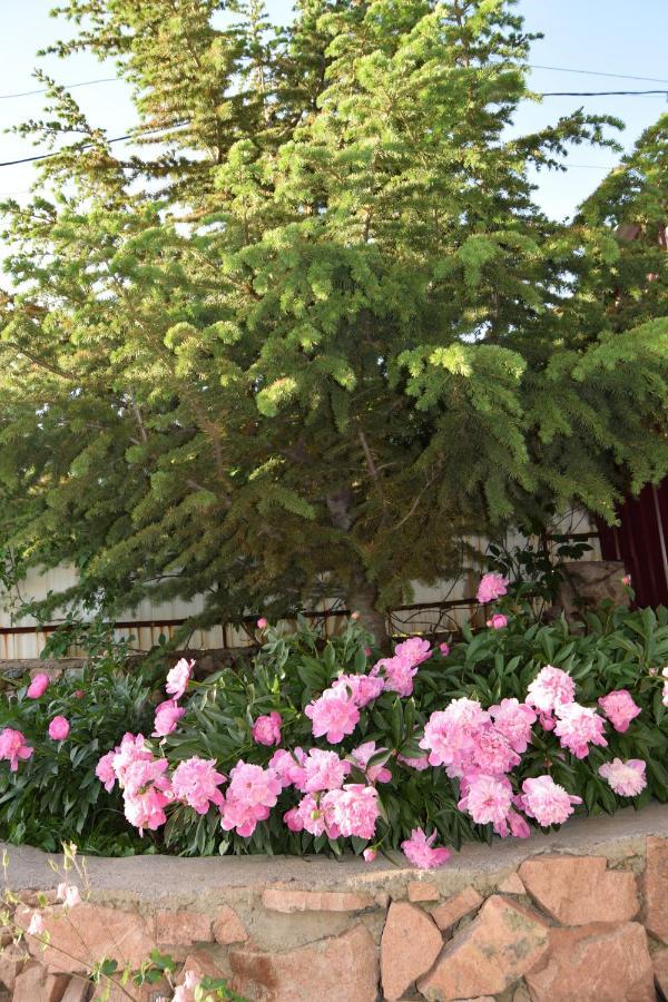 Гостевой Дом Chimgan Apple Garden Экстерьер фото