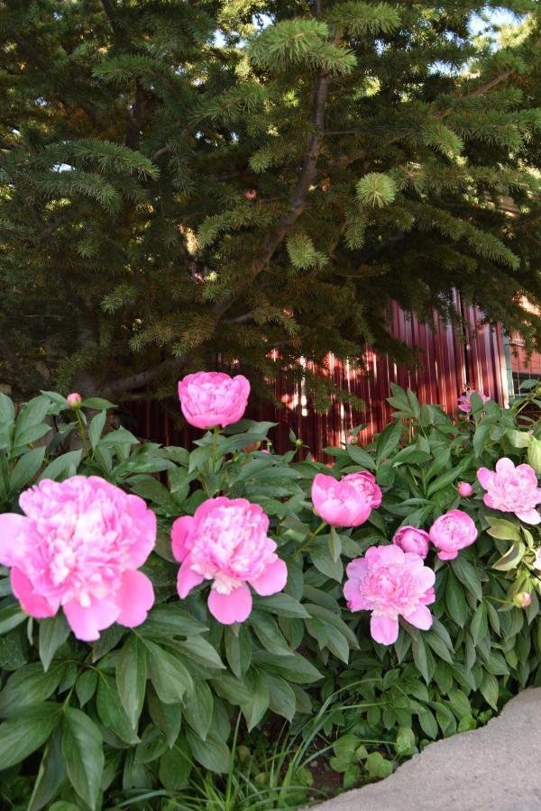 Гостевой Дом Chimgan Apple Garden Экстерьер фото