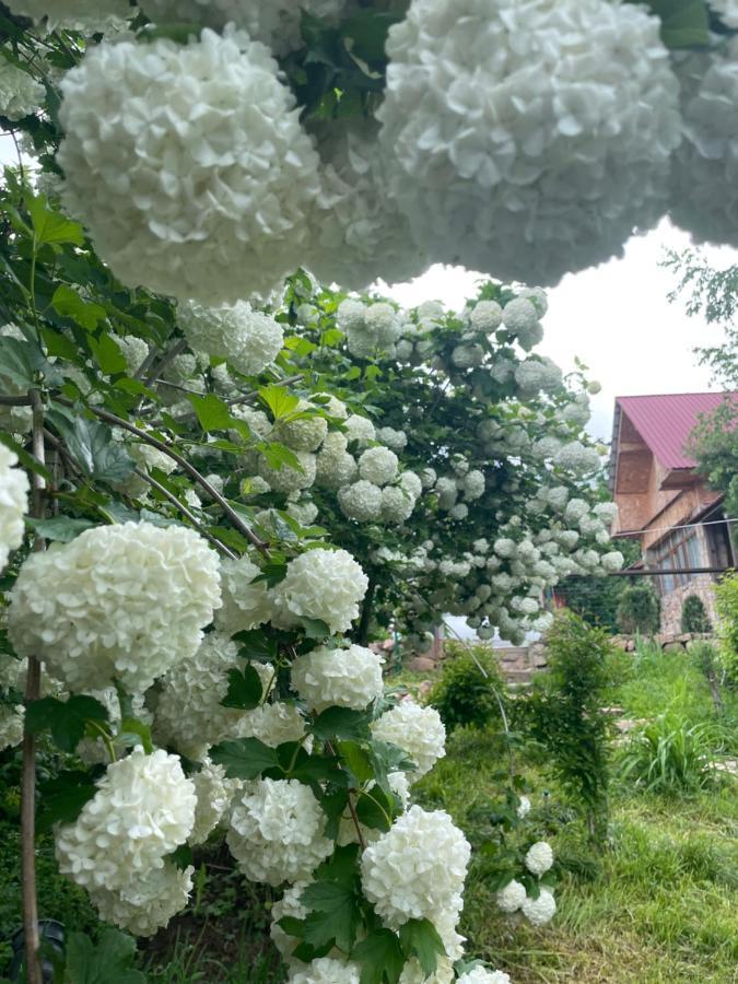 Гостевой Дом Chimgan Apple Garden Экстерьер фото